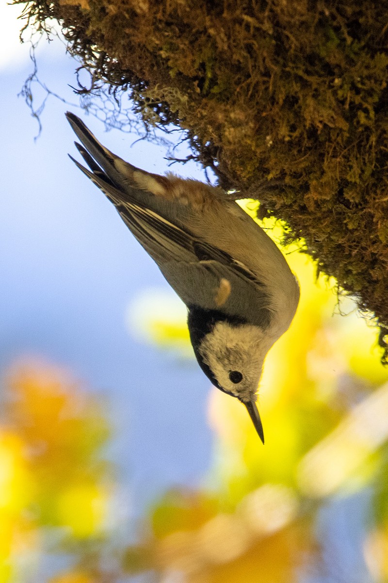 White-breasted Nuthatch - ML374747051