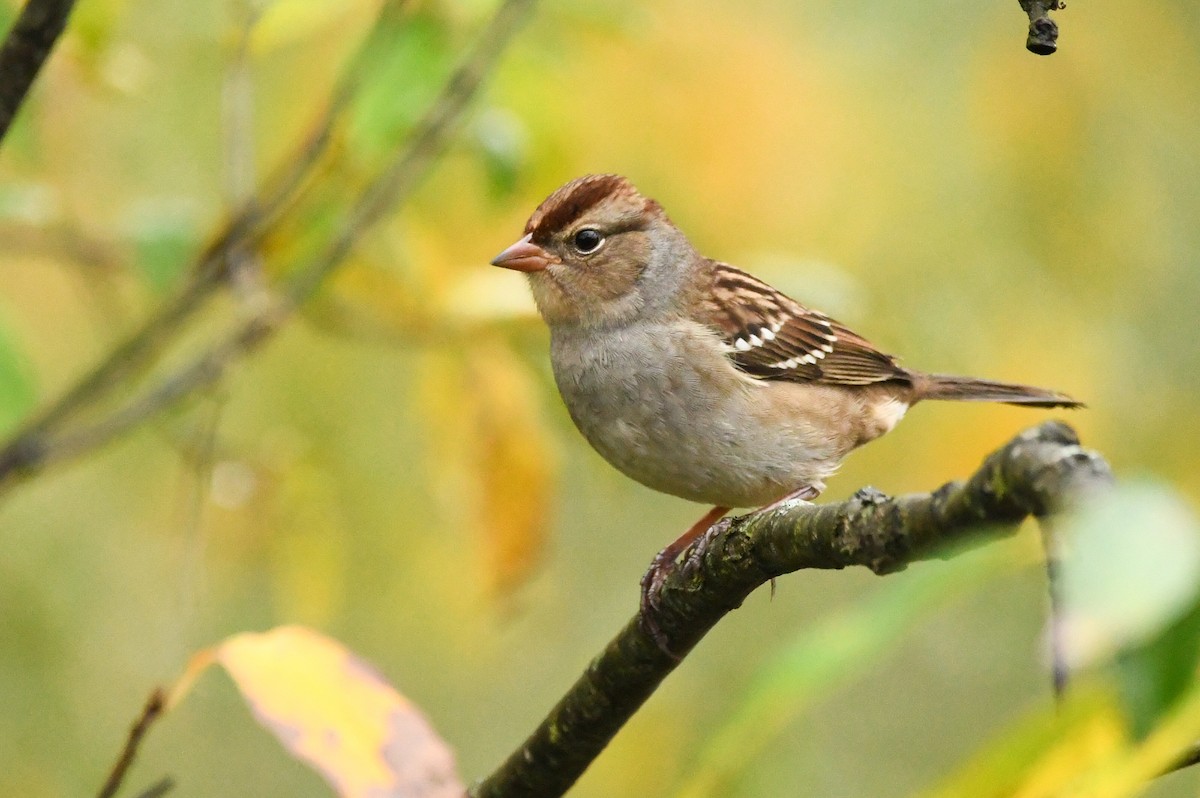 White-crowned Sparrow - ML374752061