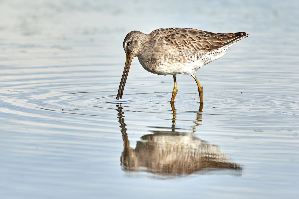 Long-billed Dowitcher - Charlie Shields