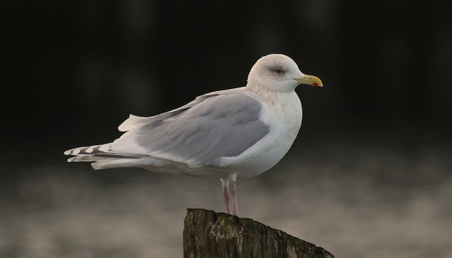 Iceland Gull (kumlieni) Definitive Basic (nonbreeding) Iceland Gull (subspecies <em class="SciName">kumlieni</em>).