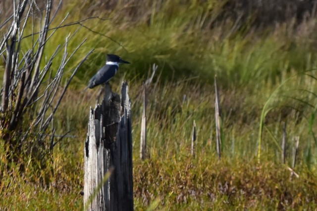 Belted Kingfisher - ML374764341