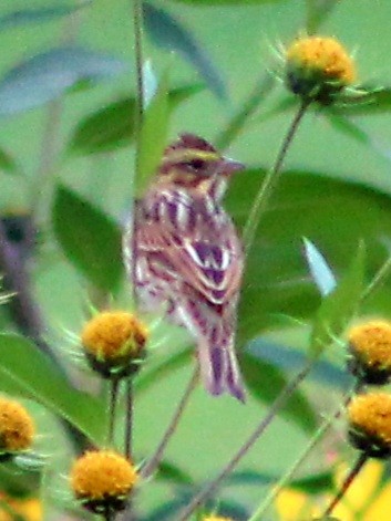 Savannah Sparrow - ML374769301
