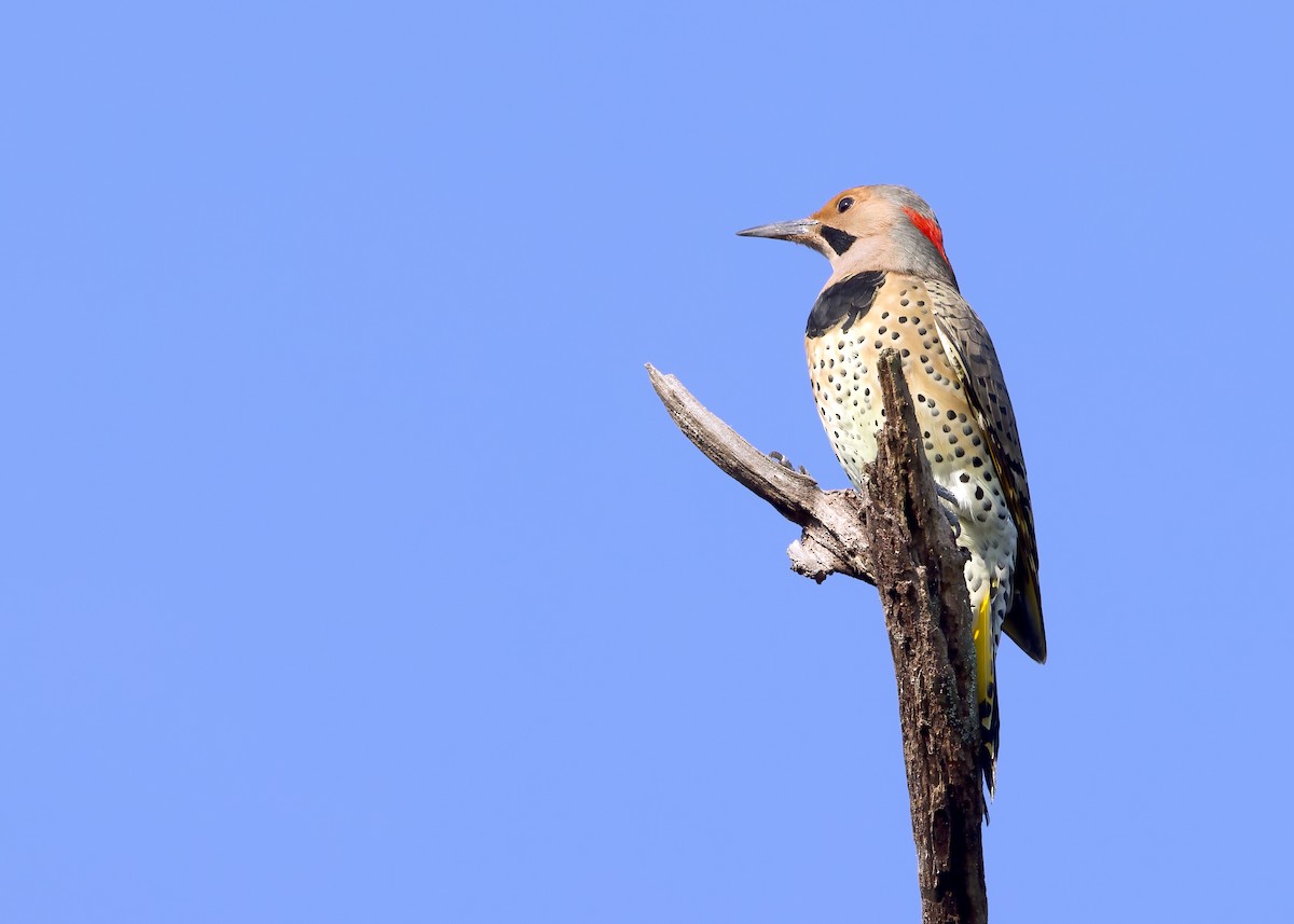 Northern Flicker (Yellow-shafted) - ML374771781