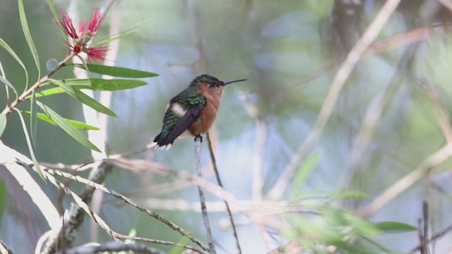 Sparkling-tailed Hummingbird - ML374771871