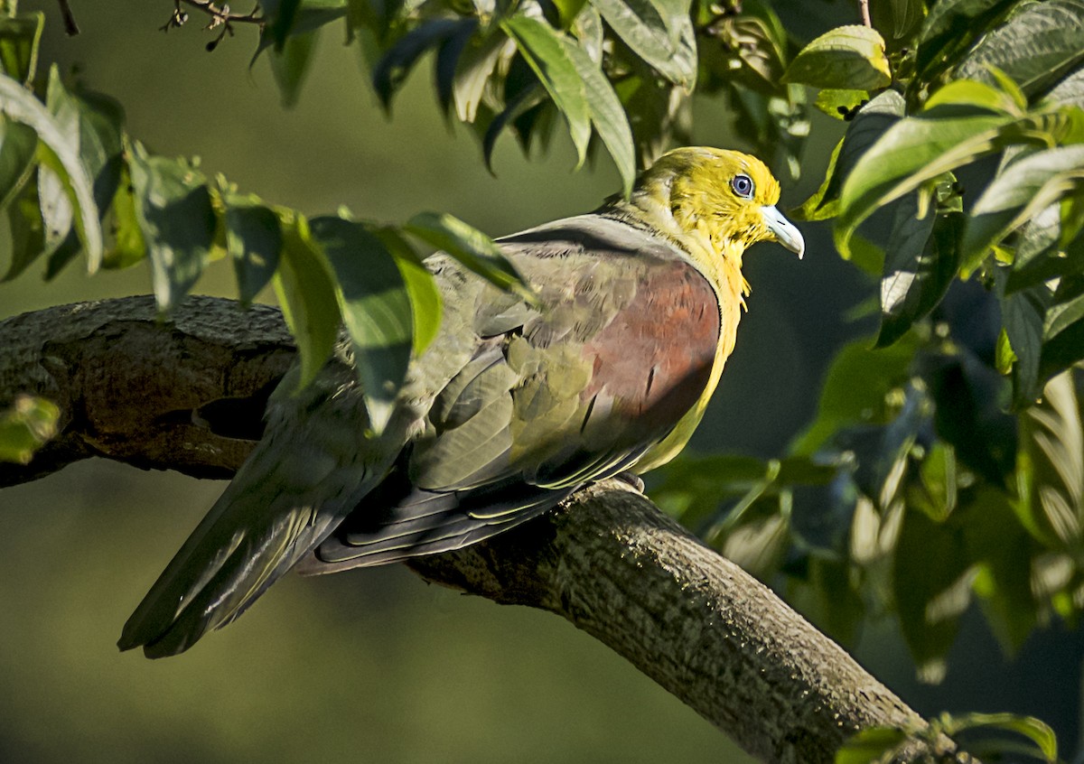 White-bellied Green-Pigeon - ML374773091