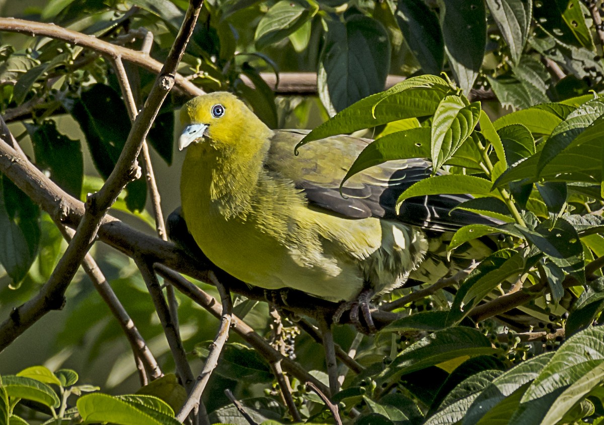 White-bellied Green-Pigeon - Adrian Moss