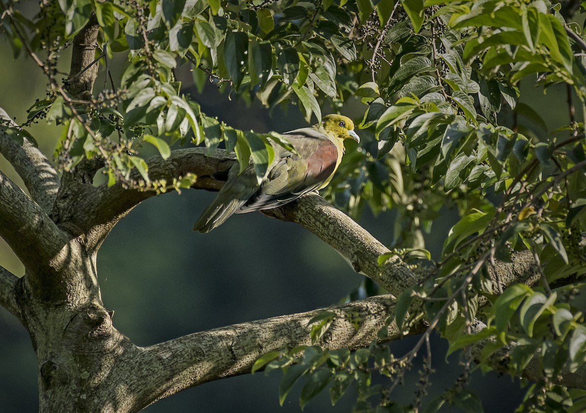 White-bellied Green-Pigeon - ML374773121