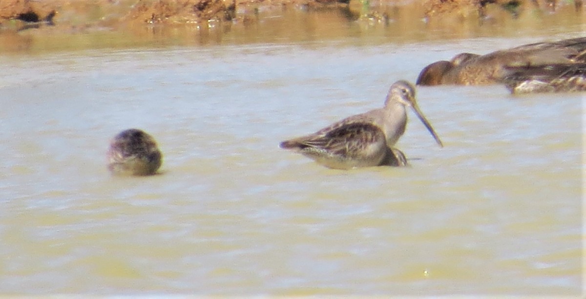 Long-billed Dowitcher - ML374780021