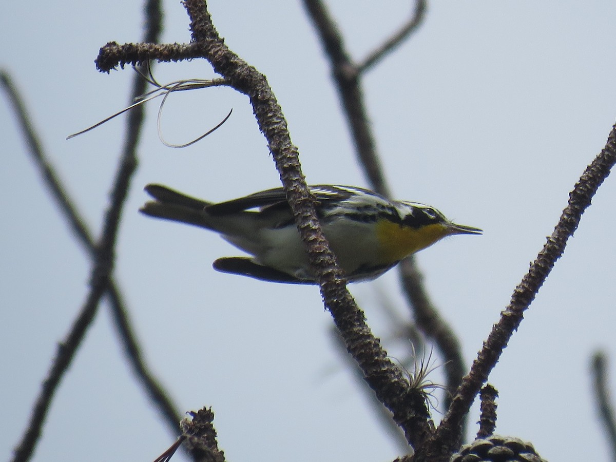 Yellow-throated Warbler - ML374783271
