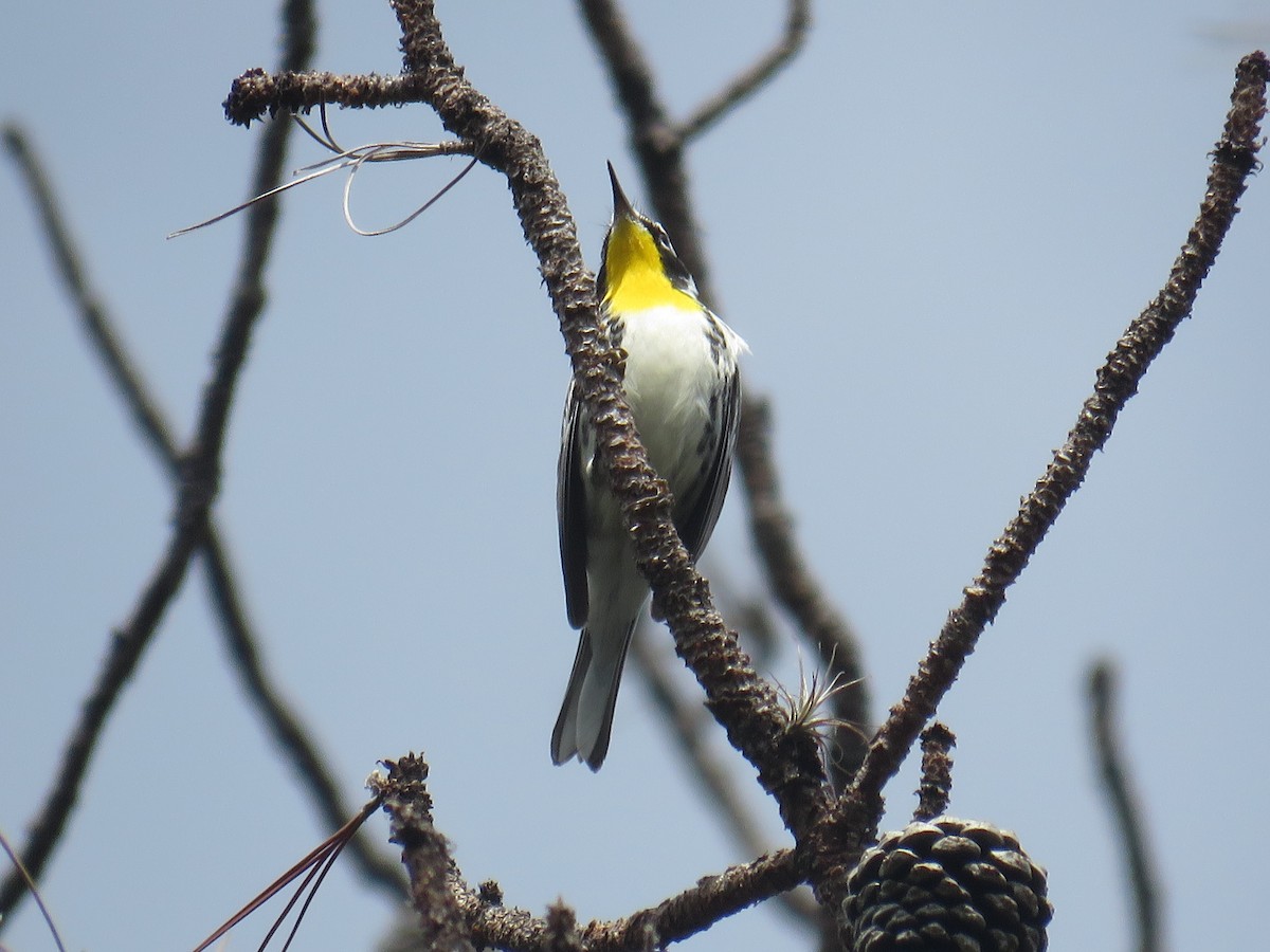 Yellow-throated Warbler - ML374783281