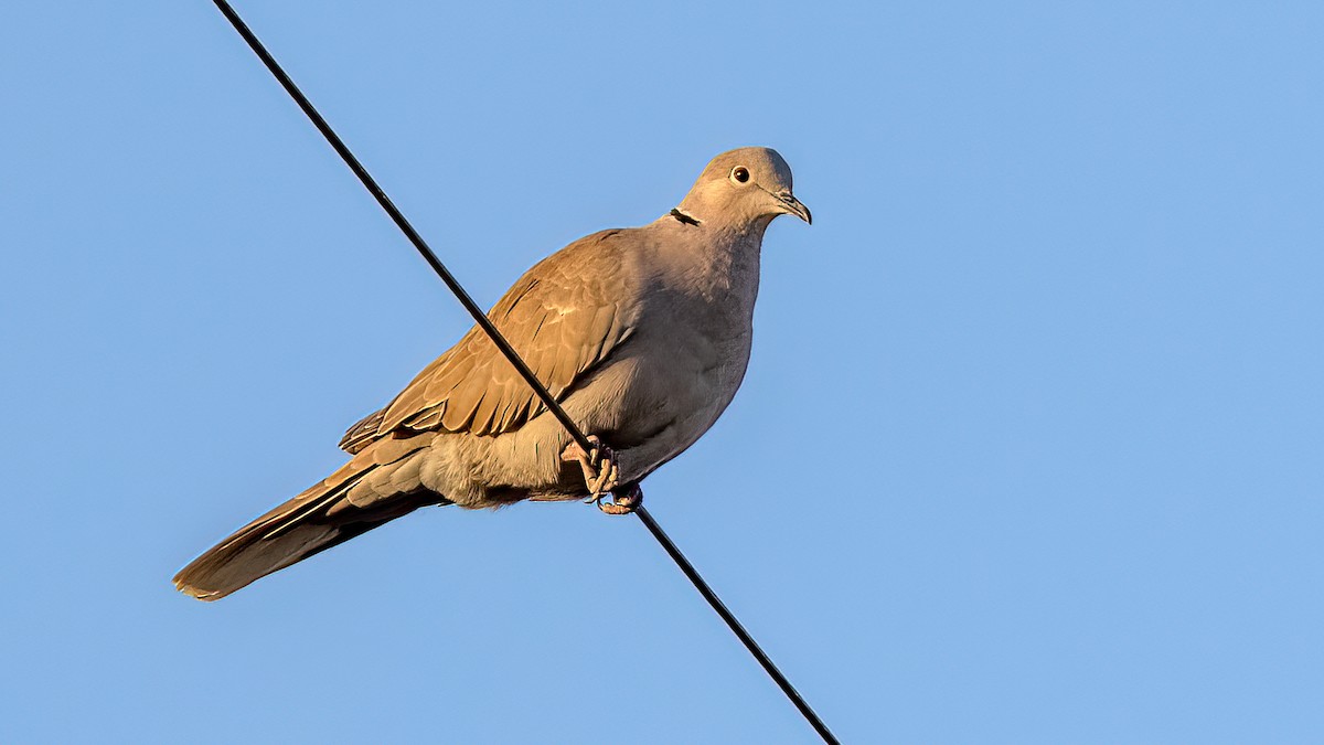 Eurasian Collared-Dove - ML374783331