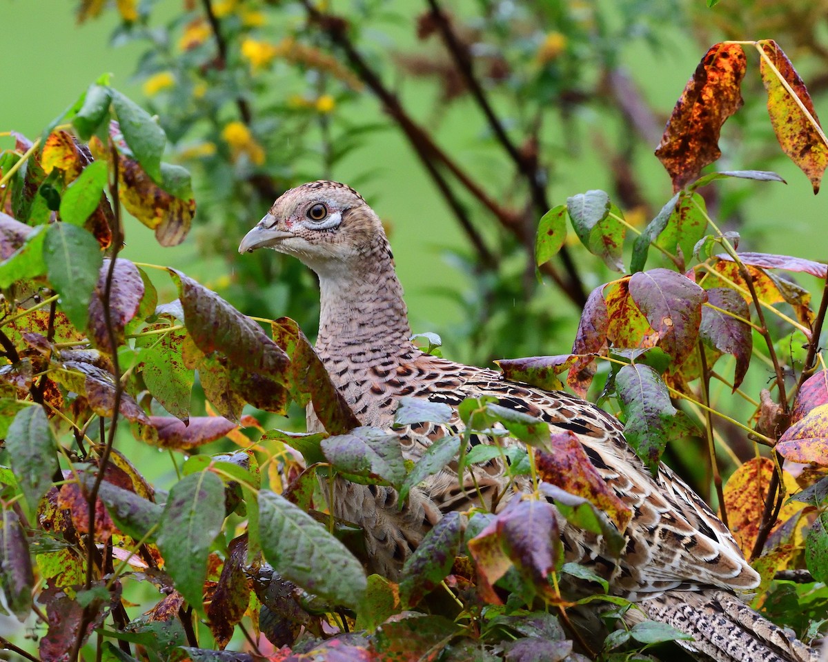 Ring-necked Pheasant - Dorrie Holmes