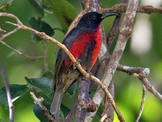  - Red-bellied Myzomela