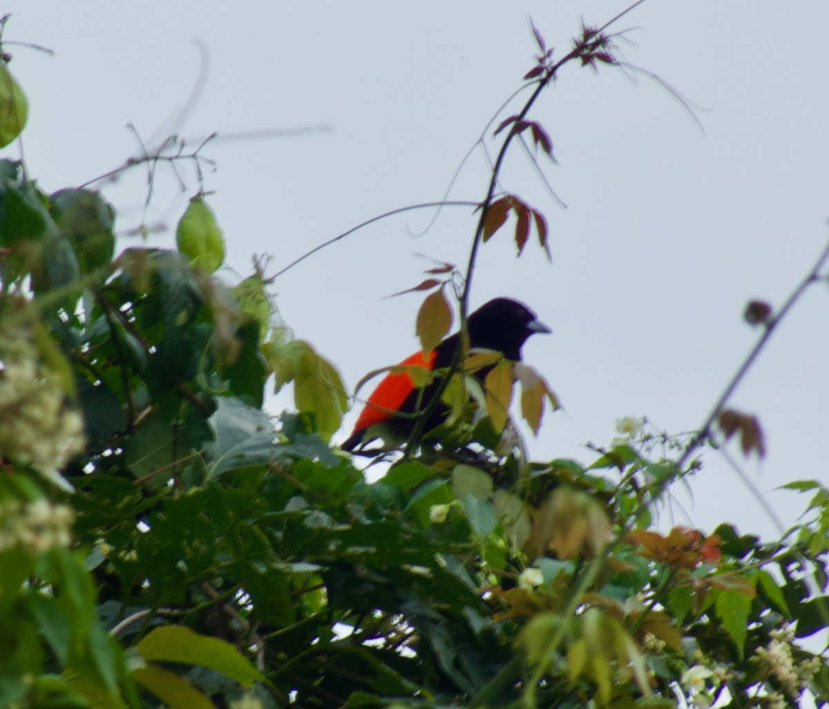 Scarlet-rumped Tanager - ML374794481