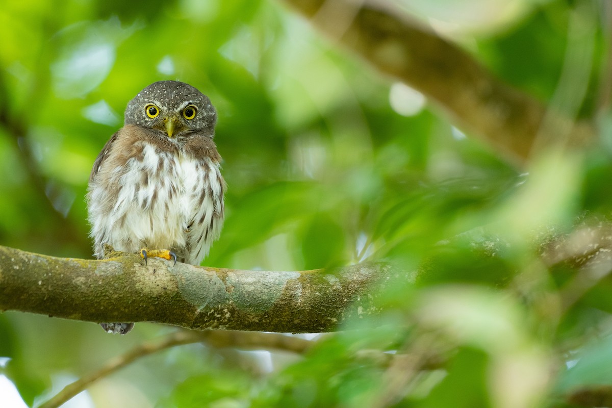 Central American Pygmy-Owl - ML374802291