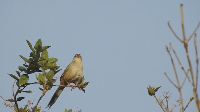 Wedge-tailed Grass-Finch - ML374802751