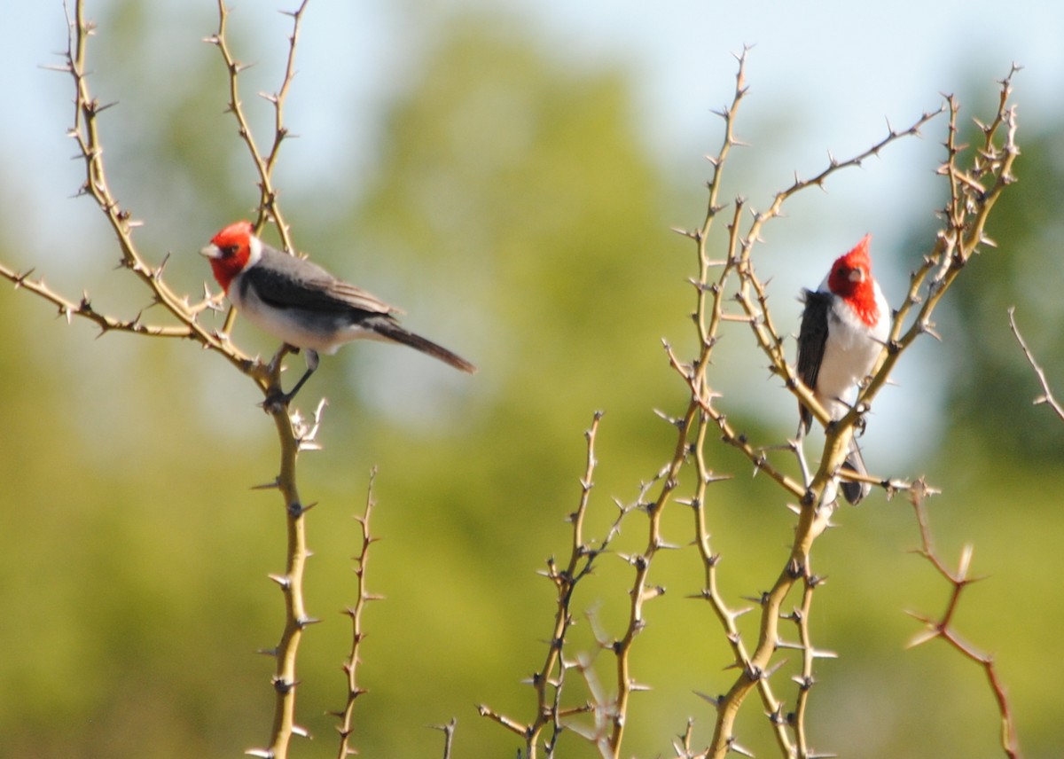 Red-crested Cardinal - ML374802841