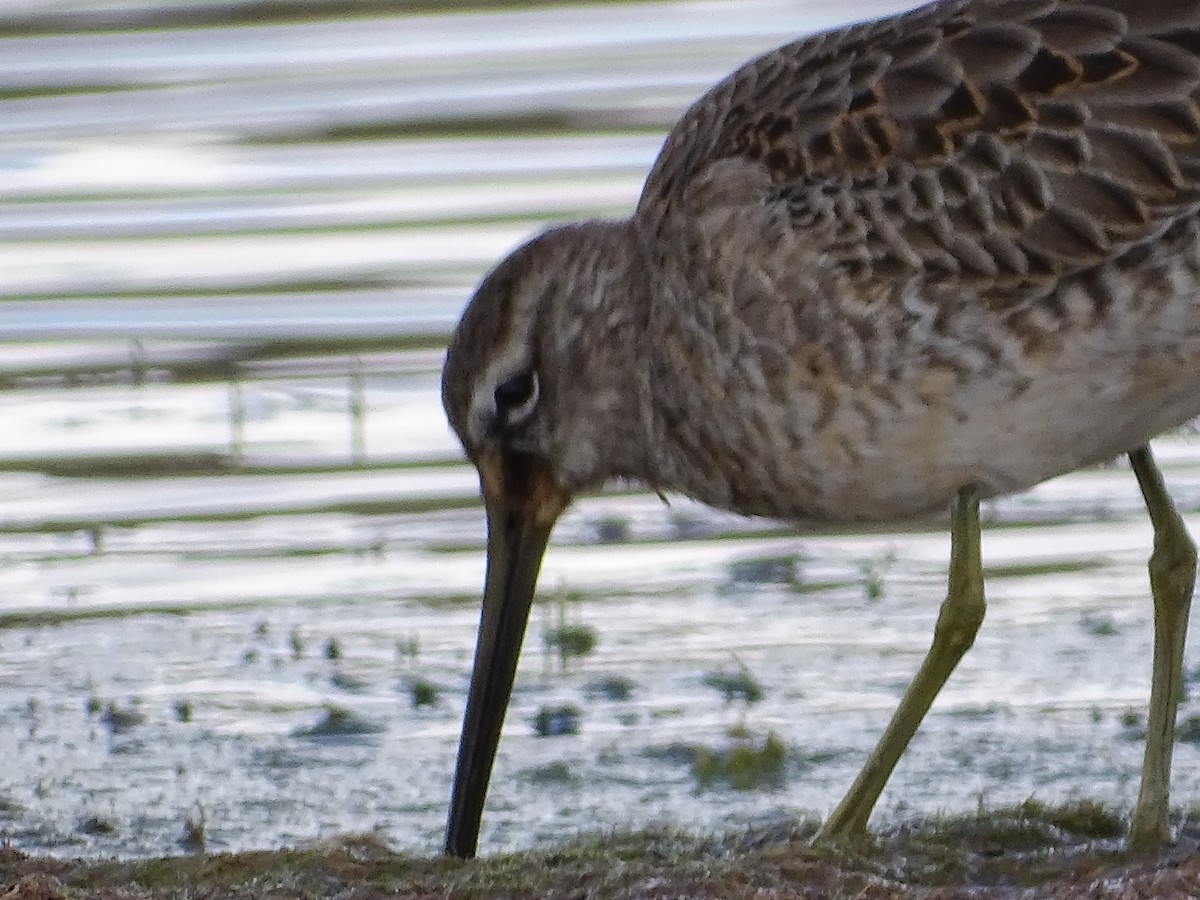 Long-billed Dowitcher - ML374804761