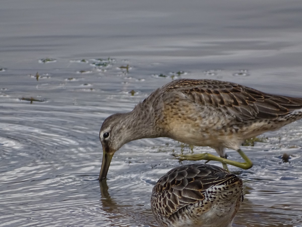 Long-billed Dowitcher - ML374805301