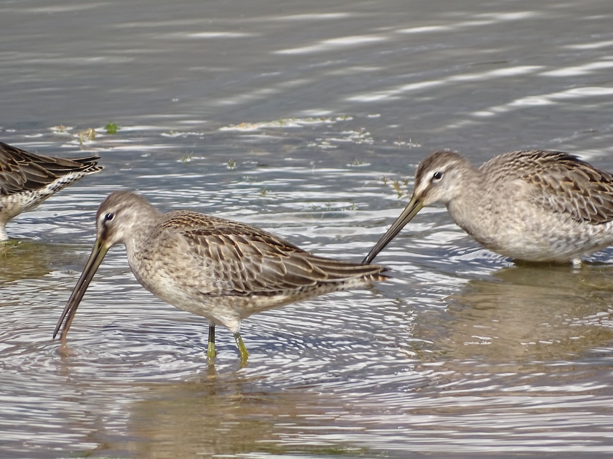Long-billed Dowitcher - ML374805681