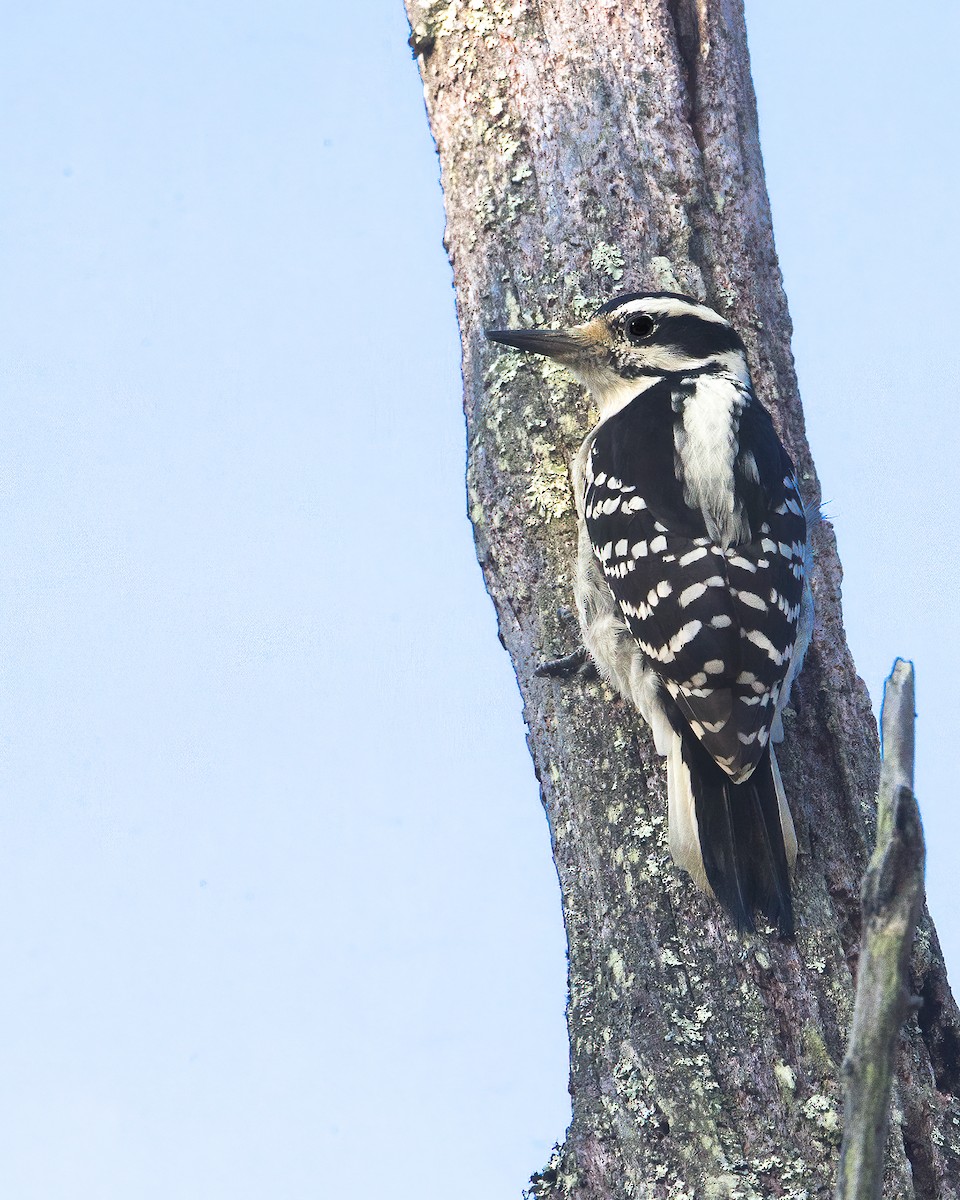 Hairy Woodpecker - Brian Smith