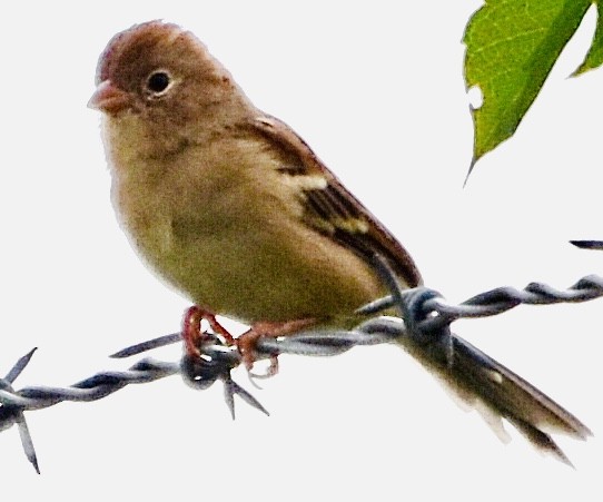 Field Sparrow - Jason C. Martin