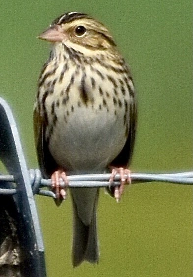 Savannah Sparrow - ML374809921