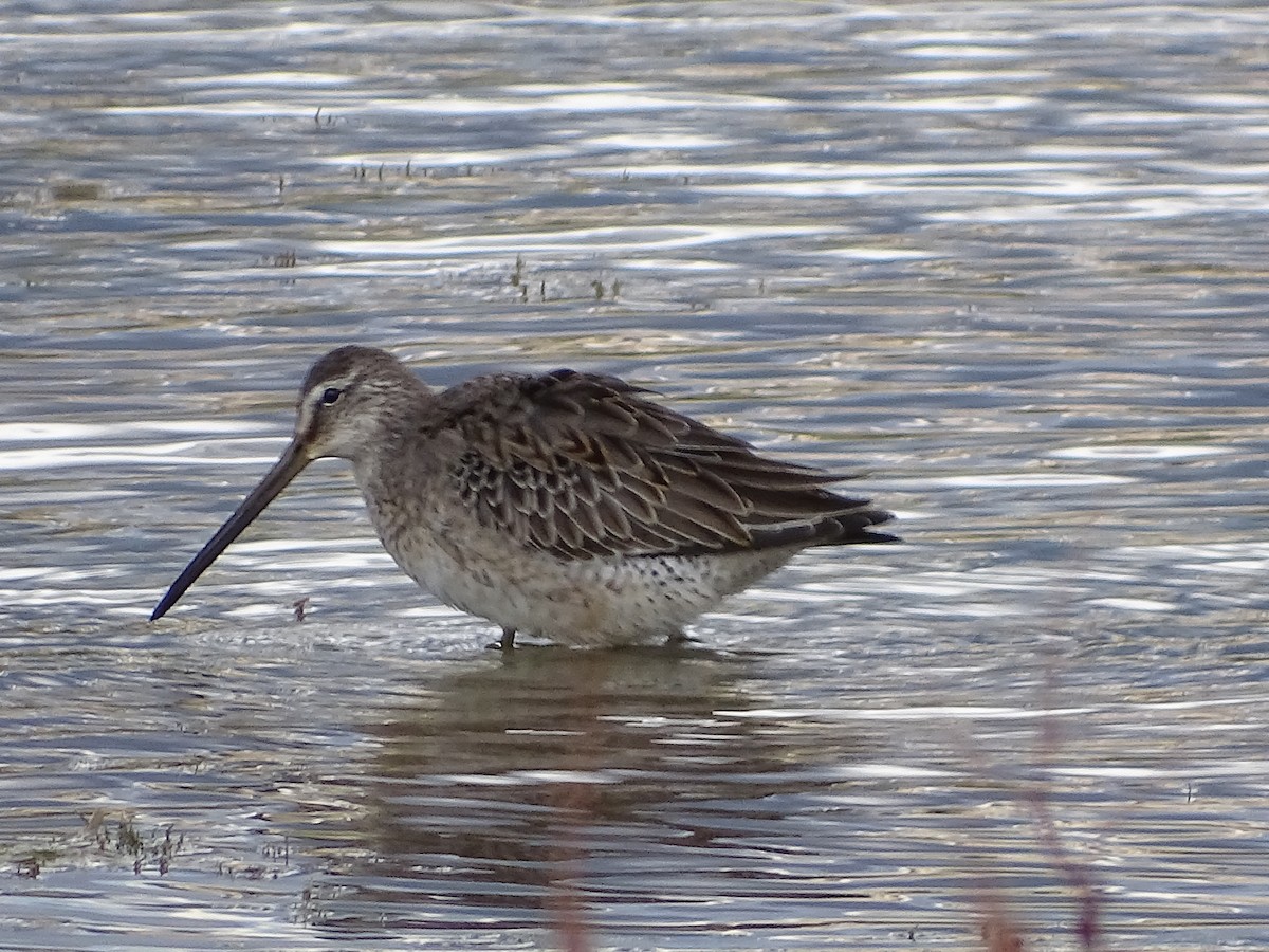 Long-billed Dowitcher - ML374810291