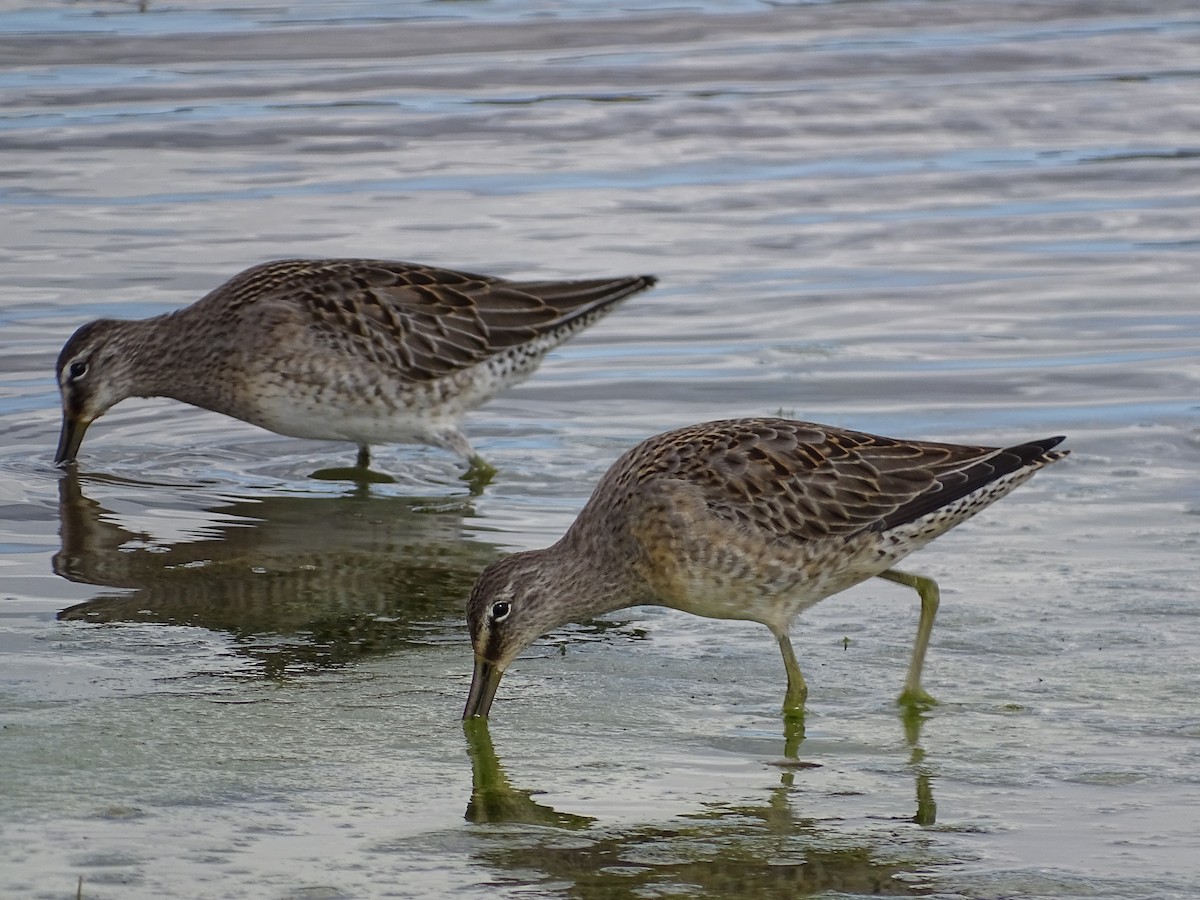 Long-billed Dowitcher - ML374810791