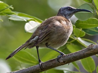  - Vanuatu Honeyeater