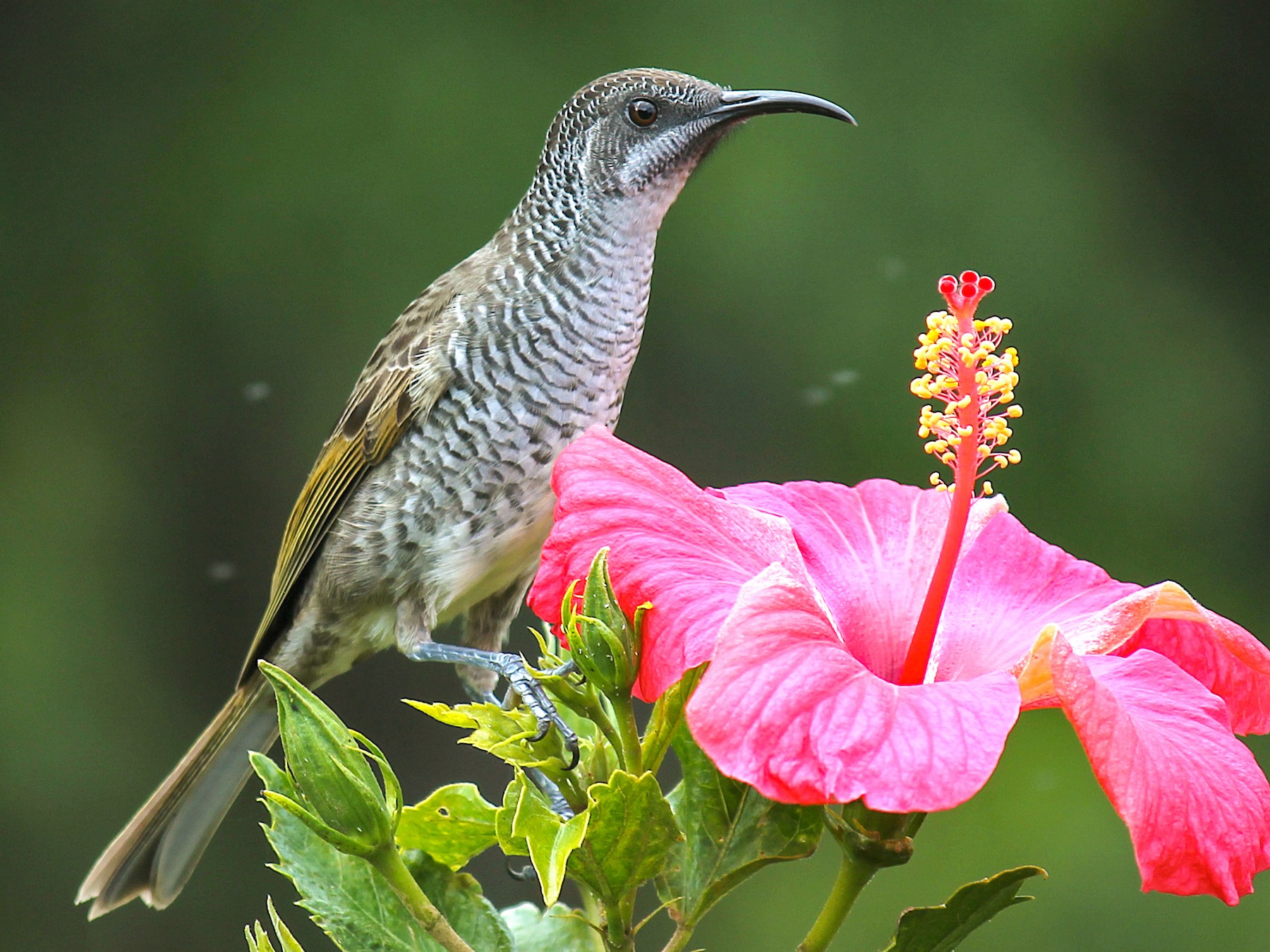 Barred Honeyeater - eBird