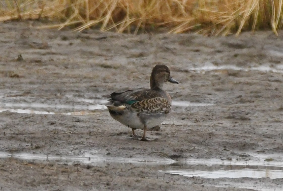 Green-winged Teal - ML374815581