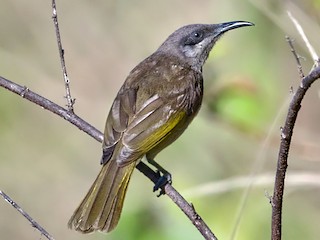  - Dark-brown Honeyeater