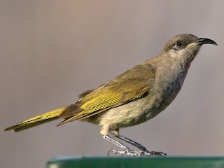  - Dark-brown Honeyeater