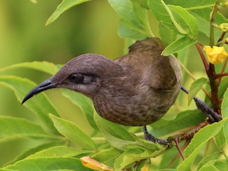  - Dark-brown Honeyeater