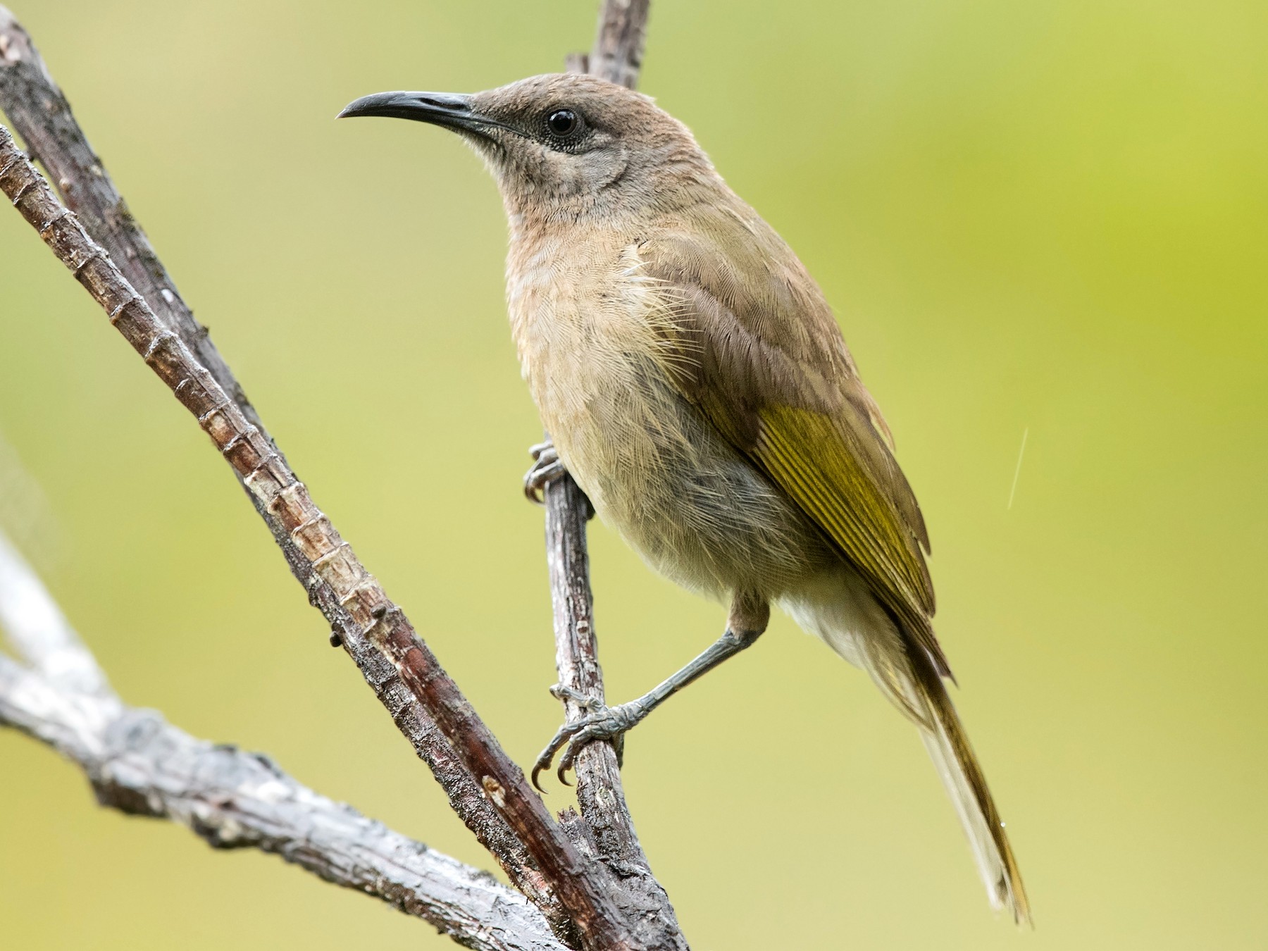Dark brown Honeyeater EBird