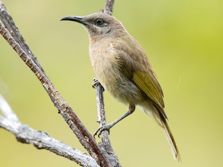  - Dark-brown Honeyeater
