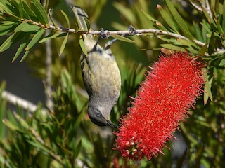  - Dark-brown Honeyeater