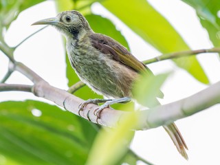  - Makira Honeyeater