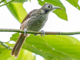  - Makira Honeyeater