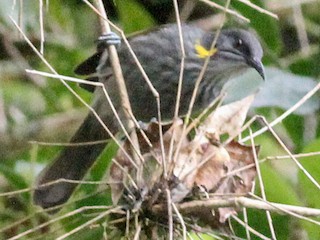  - Guadalcanal Honeyeater