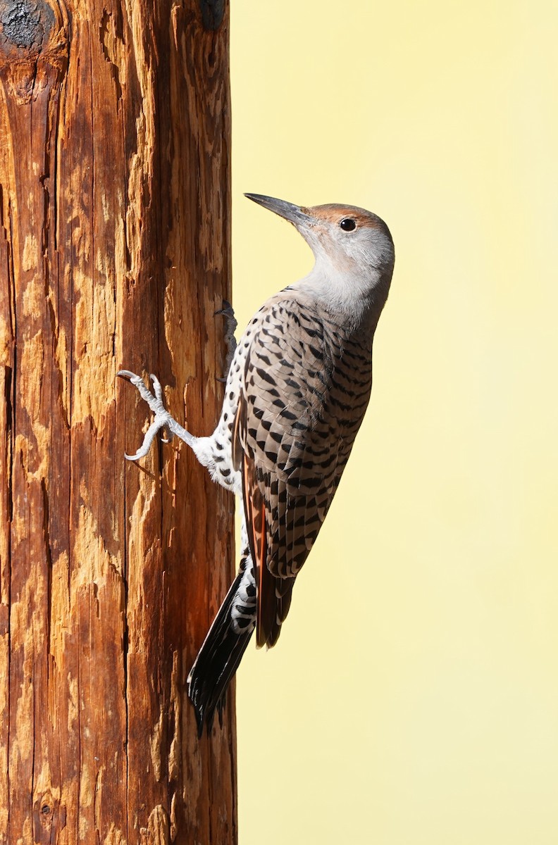 Northern Flicker (Red-shafted) - Nolan Clements