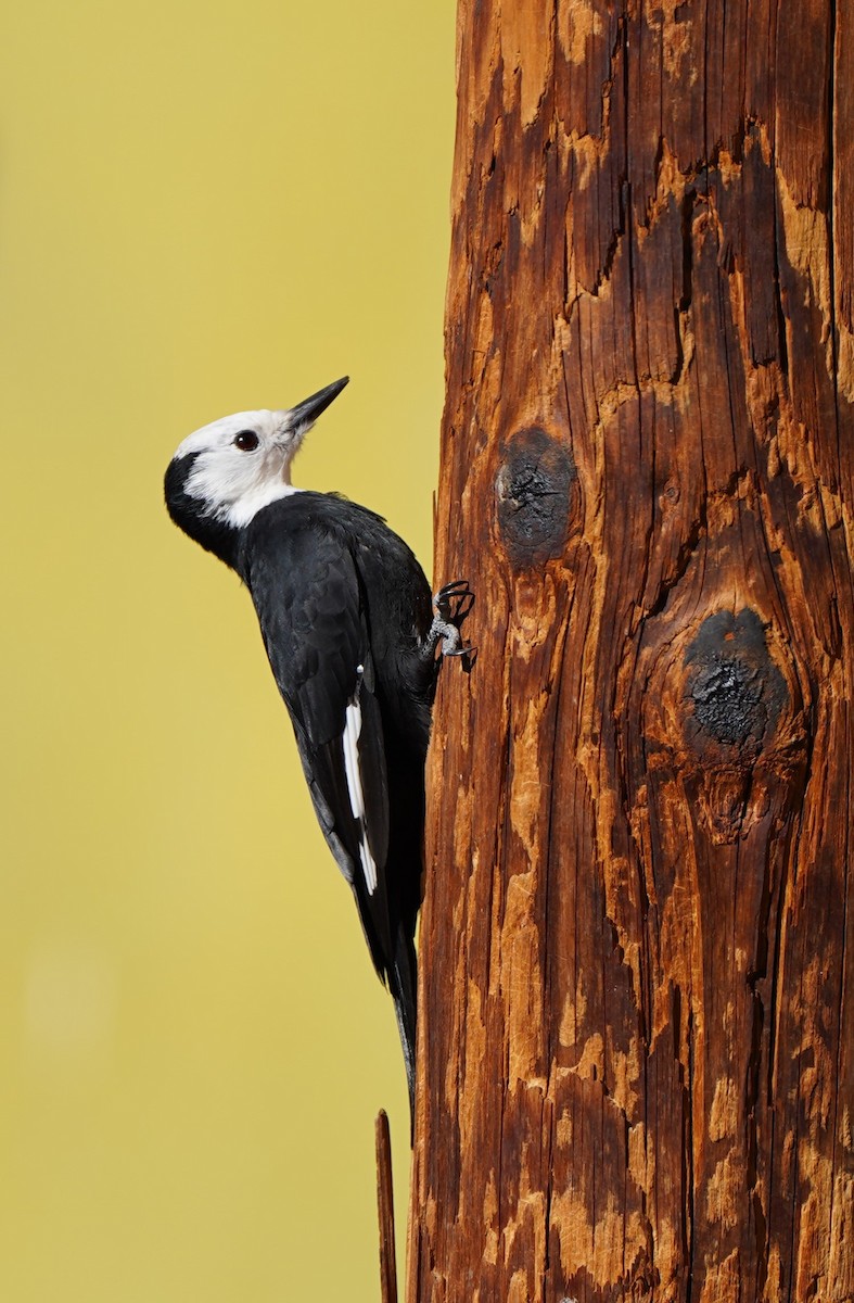 White-headed Woodpecker - ML374825711