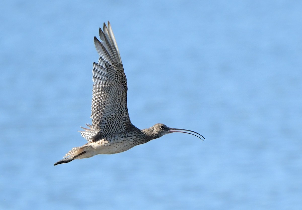 Far Eastern Curlew - Andy Gee