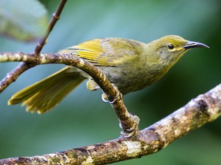  - Duetting Giant-Honeyeater