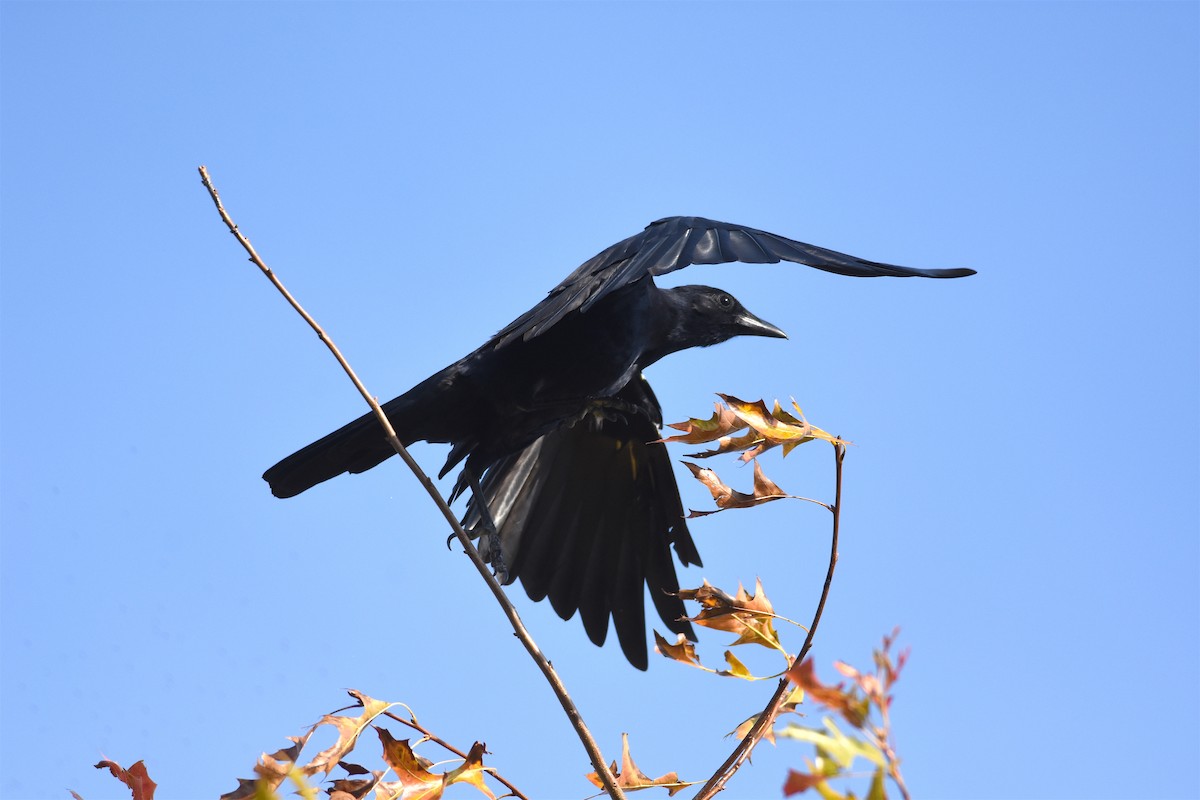 Fish Crow - Kory Renaud