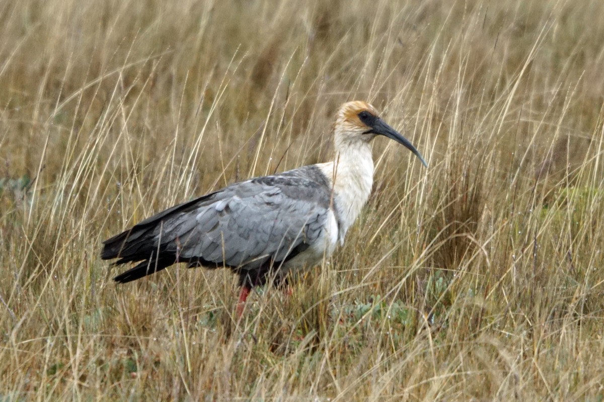 Andean Ibis - ML37483041
