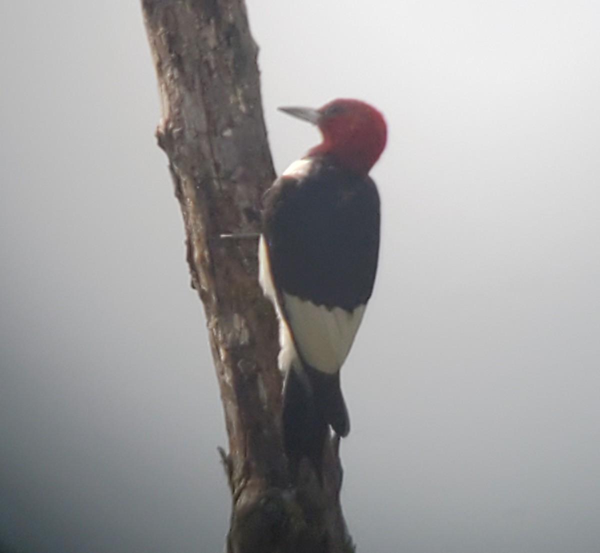 Red-headed Woodpecker - Tom Schooley