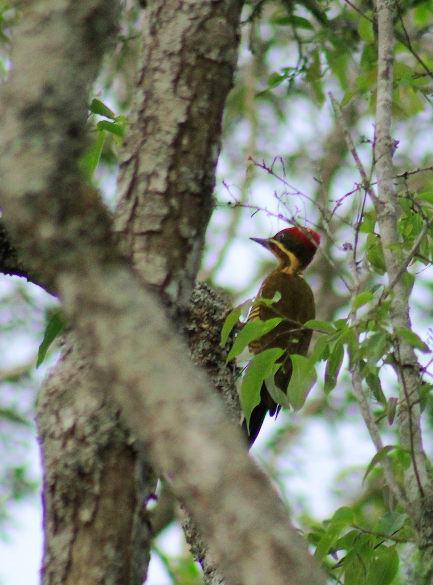 Golden-green Woodpecker - ML374831081
