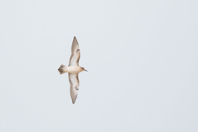 Possible confusion species: Buff-breasted Sandpiper (<em class="SciName notranslate">Calidris subruficollis</em>) - Buff-breasted Sandpiper - 